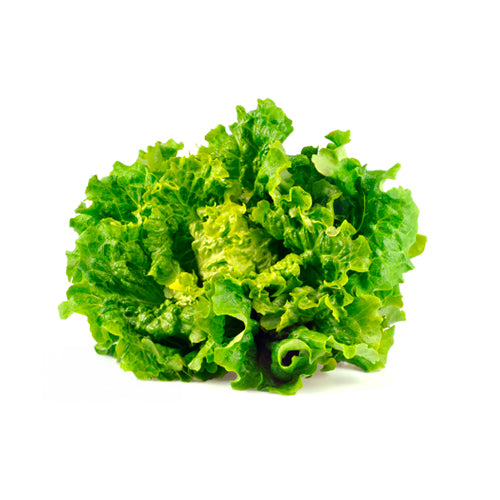 Salade Laitue Batavia France 12pcs 10kg